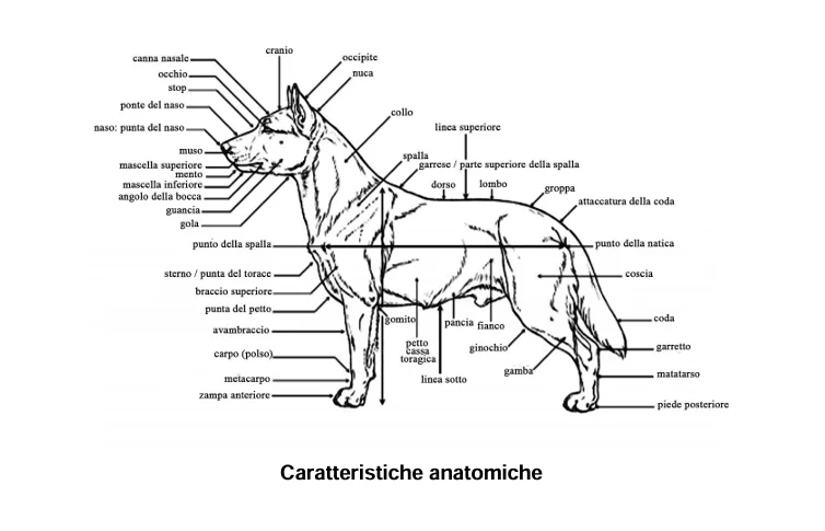 caratteristiche anatomiche pomerania