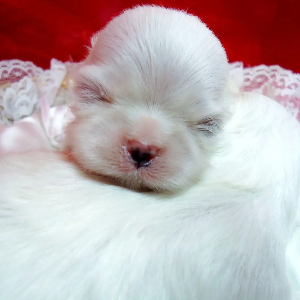 cucciolo di maltese