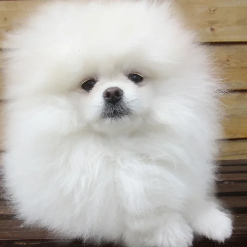 Pomerania