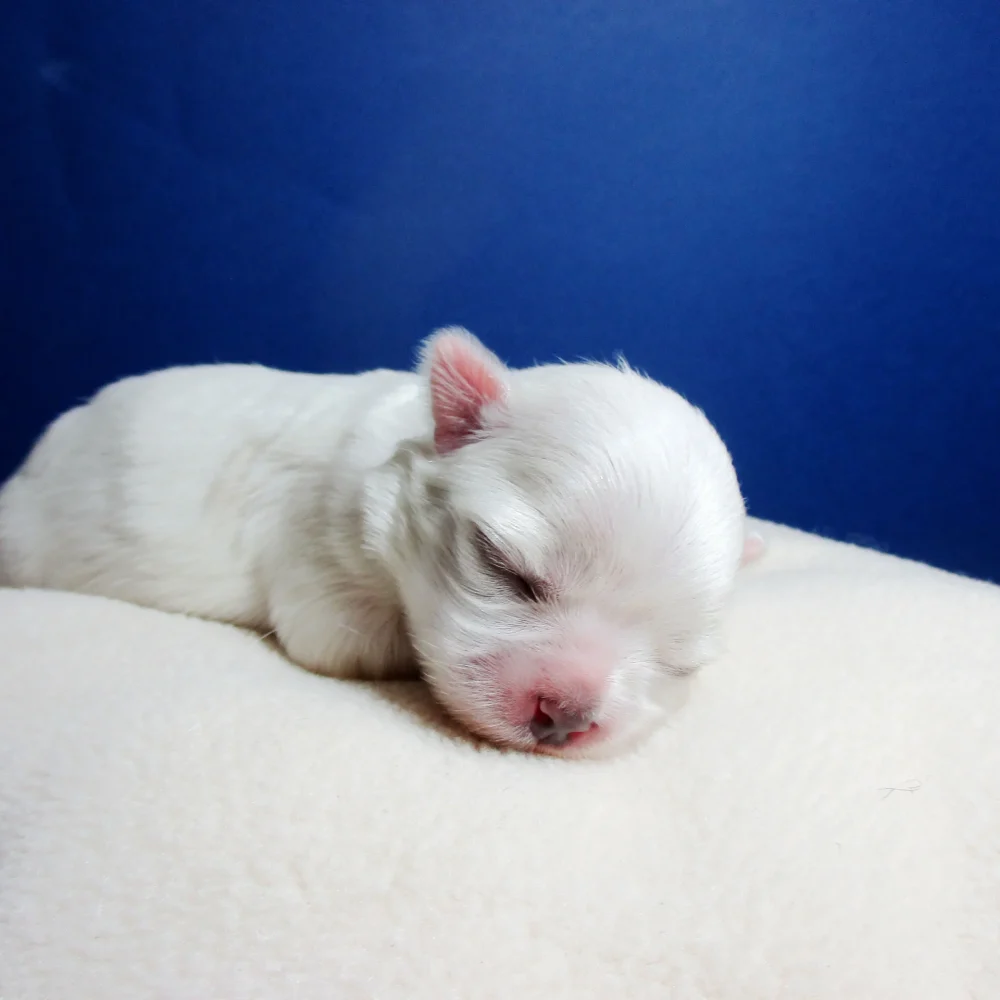 cucciolo maltese