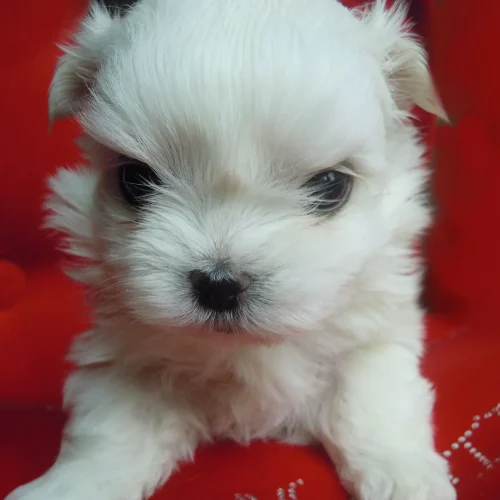 cucciolo maltese